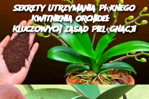 Sekrety Utrzymania Pięknego Kwitnienia Orchidei: 6 Kluczowych Zasad Pielęgnacji