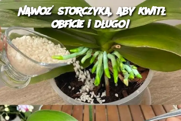 Nawoź storczyka, aby kwitł obficie i długo!