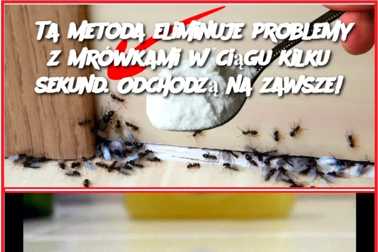 Ta metoda eliminuje problemy z mrówkami w ciągu kilku sekund. Odchodzą na zawsze!