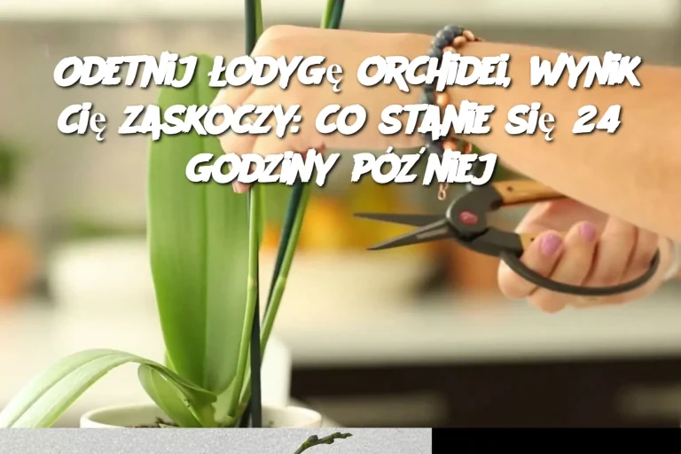 Odetnij łodygę orchidei, wynik cię zaskoczy: co stanie się 24 godziny później