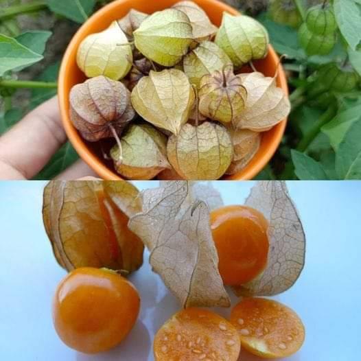 Korzyści zdrowotne wynikające z Physalis Plant: ukryty skarb natury