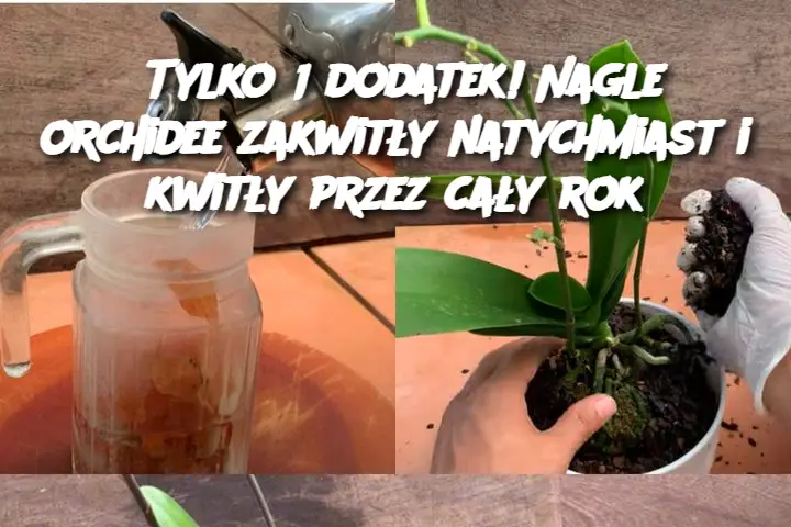 Tylko 1 dodatek! Nagle orchidee zakwitły natychmiast i kwitły przez cały rok