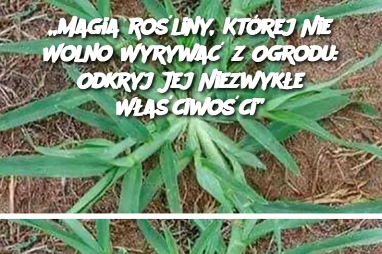 „Magia Rośliny, Której Nie Wolno Wyrywać z Ogrodu: Odkryj Jej Niezwykłe Właściwości”