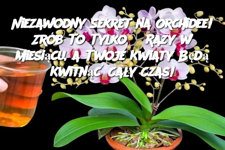 Niezawodny Sekret na Orchidee! Zrób To Tylko 3 Razy w Miesiącu, a Twoje Kwiaty Będą Kwitnąć Cały Czas!