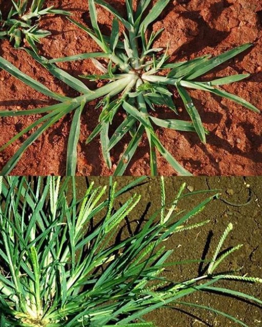 Eleusine indica: wszystkie zalety tej rośliny, o których nie wiedziałeś.