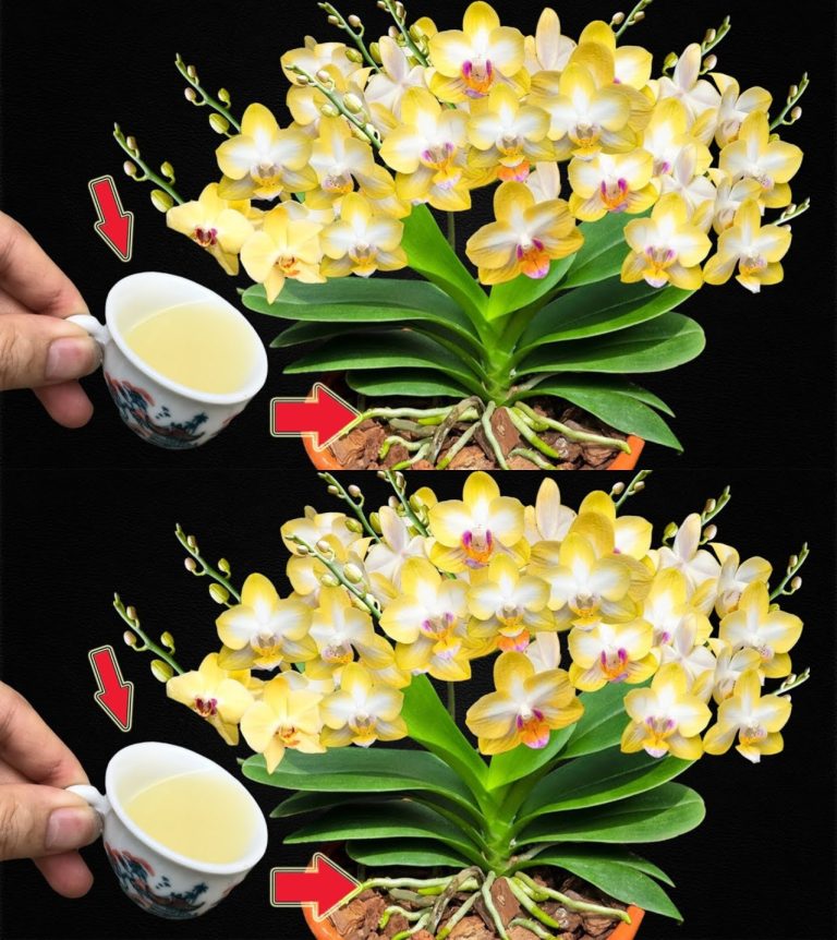 Pożółkłe i zgniłe liście, nie wyrzucaj orchidei: jeśli to zrobisz, ożyje