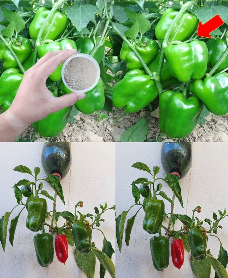 Najsilniejszy organiczny suplement do podwajania ogórków, pomidorów i papryki…