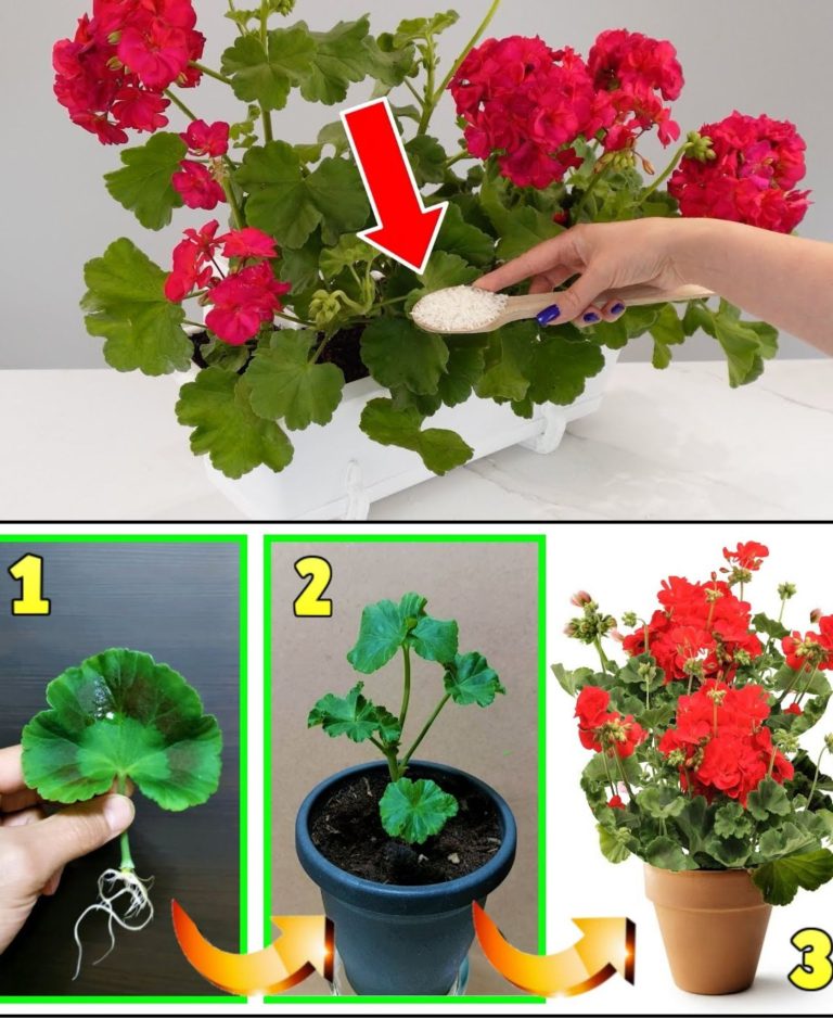 Geranium, sztuczka z gałązką i pomnóż ją w nieskończoność przy koszcie 0