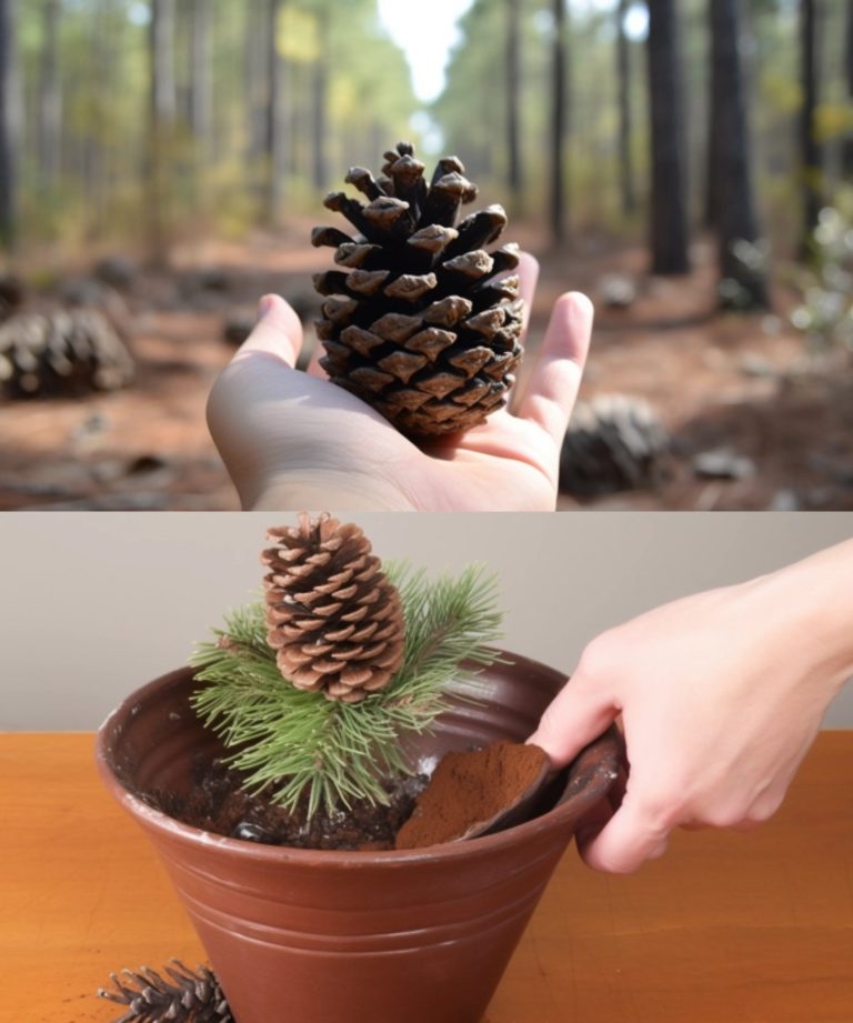 1. Idź do lasu. Przynieś do domu szyszkę 🌲🌲🌲🌲🌲