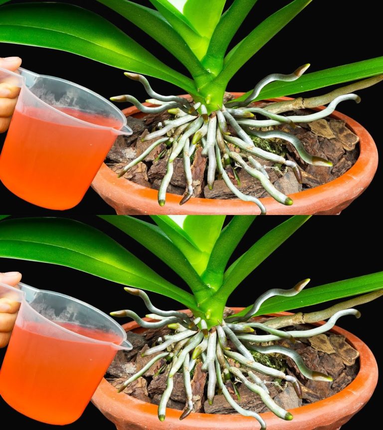 Jak rozmnażać orchideę w nieskończoność i mieć ładne kwiaty w domu? Wystarczy plastikowa butelka