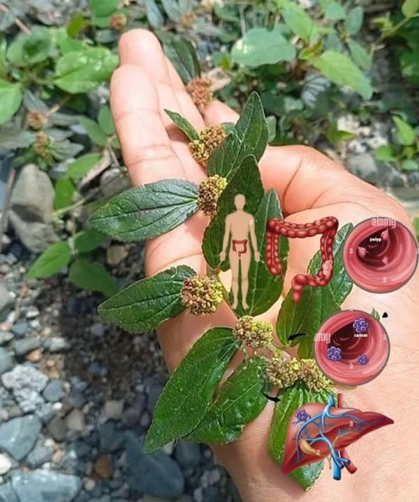 Euphorbia Hirta (roślina na astmę): starożytne środki lecznicze i nowoczesne zastosowania dla zdrowia i dobrego samopoczucia