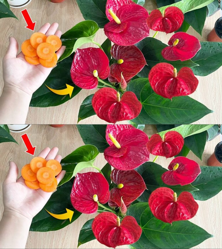 Naturalna bomba kwitnąca dla Anthurium – może trwać do 15 lat