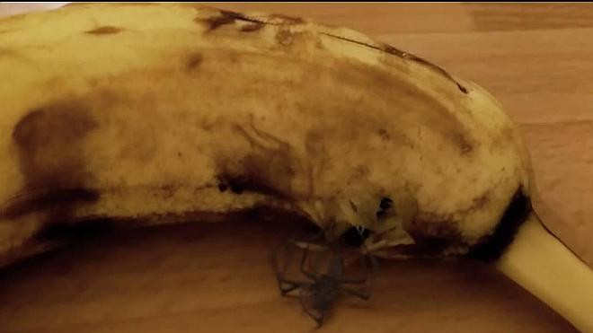 Pająk wychodzi z banana. Prawda czy fałsz?