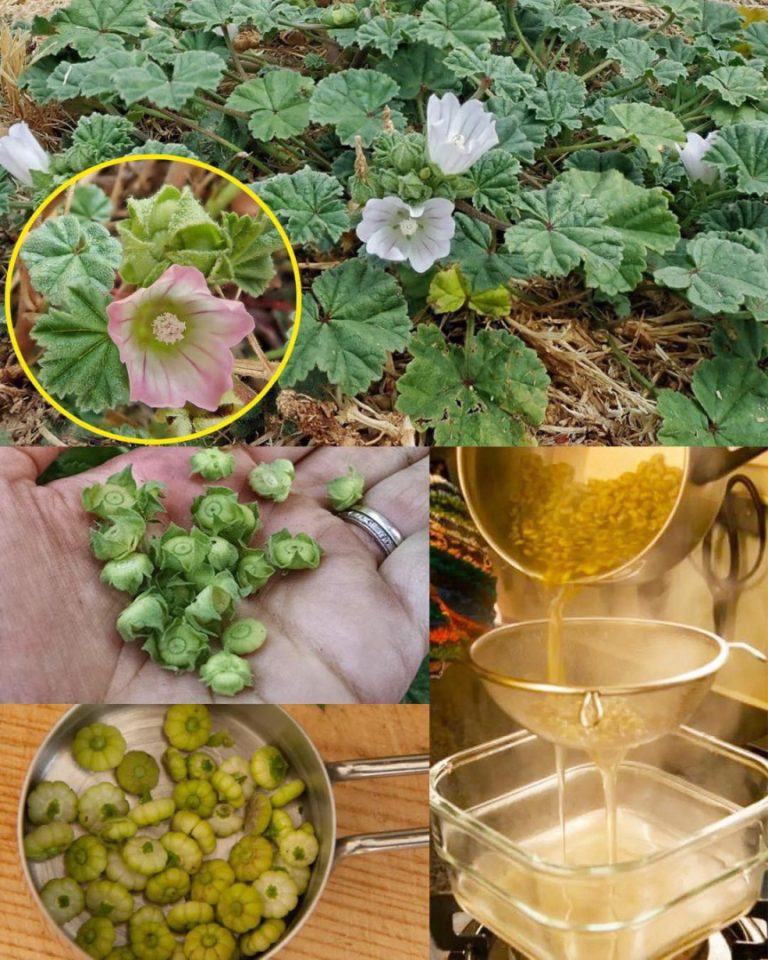 Łagodne olbrzymy: Malva Neglecta i Malva Sylvestris w tradycyjnych i nowoczesnych praktykach wellness