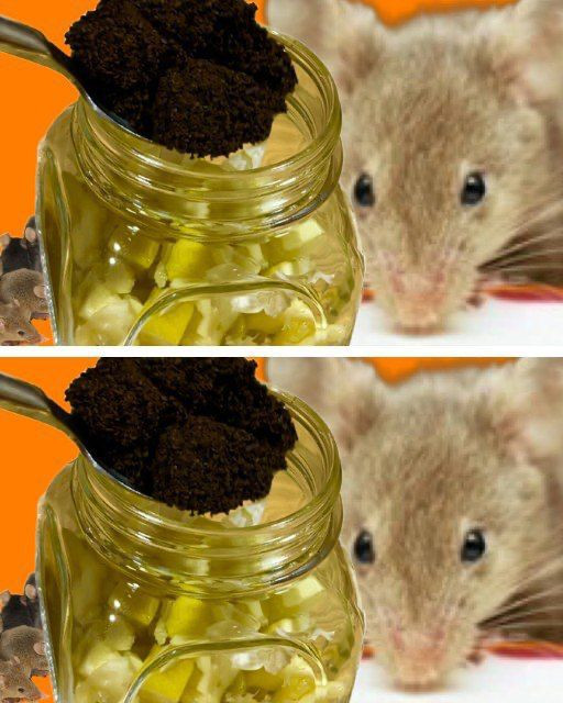 Naturalny Odstraszacz Gryzoni: Przepis na Skuteczny Spray z Olejkami Eterycznymi